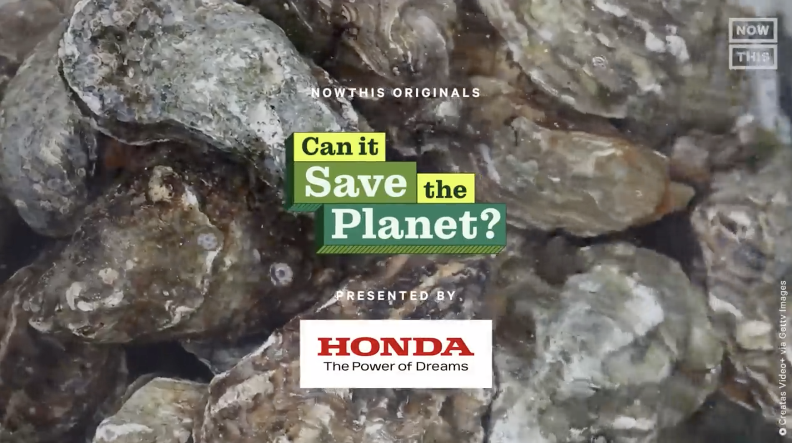 Can oysters save the planet